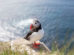 Blog_in_puffin_latrabjarg_cliffs