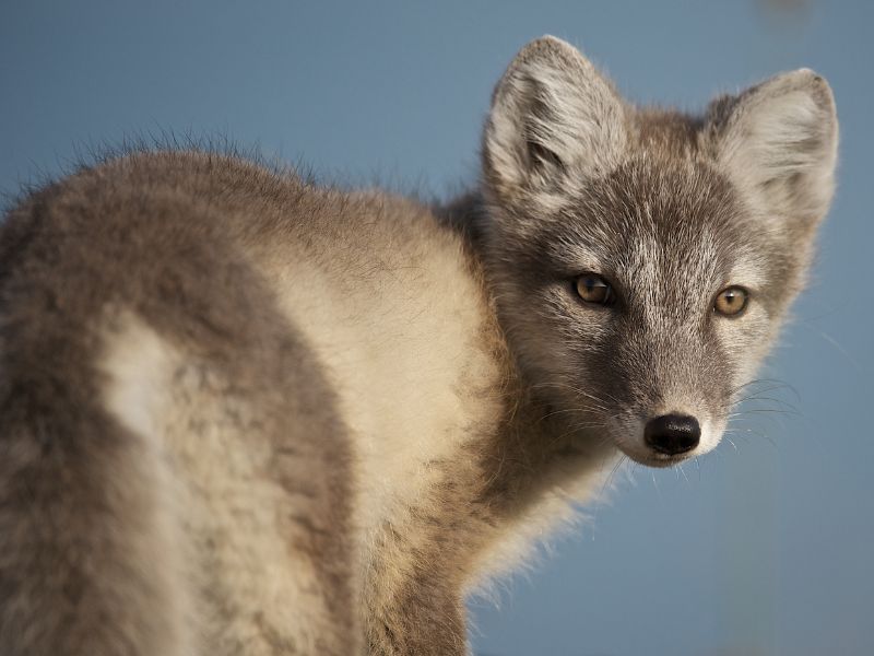 blog_in_hornstandir_artic_fox